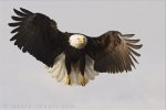 A beautiful photo of a Bald Eagle with his yellow eyes peeled on something below while flying above the waters of Homer, Alaska in the USA.