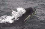 Orca Whale breaking through the water, free to air