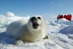 In March of 2006, a group of people with the Humane Society of the United States, two which included Heather Mills and Paul McCartney, join the team, Ice to Protect Seals where they congregate along the Gulf of St. Lawrence before the hunt.