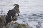 Juvenile Bald Eagle can be confounded with Golden Eagles.