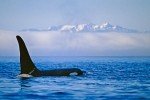 Landscape Pictures with a male Orca Whale