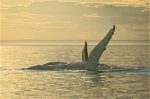 Humpback Whales with their large Naturals