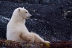 Life for this large Polar Bear is quite relaxing while sitting on top of the rocks patiently waiting for the Hudson Bay in Churchill, Manitoba to freeze over.