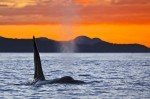 As a whale watching tour heads home in Weyton Pass off Northern Vancouver Island, a lone male Orca surfaces beneath the beautiful sunset sky.