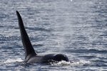 Large male Orca Whale off the coast of Northern Vancouver Island in British Columbia