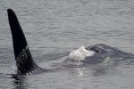 On a whale watching tour off Northern Vancouver Island in British Columbia, Canada, a male Orca displays his tall dorsal fin as he surfaces.