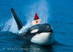 Funny christmas greetings from whale-images.com