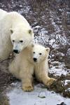 A polar bear mom and her baby sitting in the arctic tundra near Churchill in Manitoba, Canada.