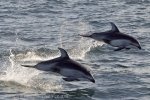 Dolphins speeding, no need for speed