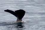 New Zealand Attractions, Sperm Whale Cruises of Kaikoura Coast