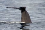 New Zealand Pictures, Sperm Whales of Kaikoura Coast, New Zealand