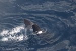 Aerial Photograph of New Zealand Wildlife, a Sperm Whale