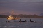 As a commercial fisherman heads home in the sunset lighting after a long day off Northern Vancouver Island, a pod of Killer Whales belonging to the Northern Residents surfaces close by.