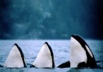 3 Orca Whales spyhopping, thats Ocean Life pure!