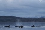 Offshore Killer Whale sightings are rare close to shore