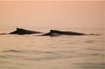 Humpback Whales cruising in Open Water