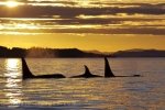 A family of orca swim peacefully through the waters off Northern Vancouver Island in British Columbia, Canada as the sun begins to set.