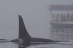 Whale watching in thick fog around Vancouver Island in British Columbia, Canada can be extremely challenging when trying to locate Orca.