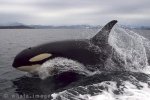 An Orca whale gives us a great photo opportunity off Northern Vancouver Island in British Columbia, Canada.