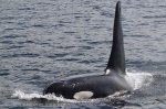 Large Orca Whale off the Northern Vancouver Island coast in British Columbia, Canada