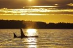 Another day ends at sunset for boaters off Northern Vancouver Island, British Columbia and two Orca Whales take advantage of the peacefulness by resting in the sunset lighting.