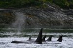 Northern resident Orca Whales off the coast of Northern Vancouver Island in British Columbia.