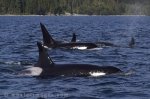 Orca whale watching is very popular off Vancouver Island in British Columbia, Canada and each one of the whales have had their picture taken numerous times.