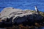 Atop a rock on the Kaikoura Peninsula on the South Island of New Zealand, a bird known as the Pied Shag stands quietly as we snap his picture.