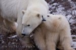In the Churchill Wildlife Management Area around the Hudson Bay in Manitoba, Canada, this close knit Polar Bear family bonds.