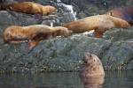 A bunch of Stellar sea lions resting on a rock in the Broughton Archipelago off Northern Vancouver Island, british Columbia, Canada.