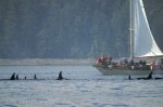 The Tuan is a whale watching operating off Northern Vancouver Island