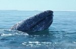 Gray Whale of the Baja California, Mexico - Save the Whales
