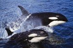 Photograph of Sea Animals, two surfing Killer Whales