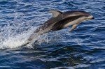 Photos of Sea Creatures, Pacific White-sided Dolphin