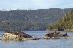 Sea Life along the coast of British Columbia, Steller Sea Lions