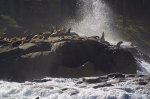 Steller Sea Lions on the coast of British Columbia, Canada