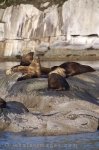 Pictures of Sea Mammals, Steller Sea Lions, British Columbia.