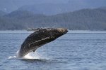 Breaching Humpback Whale in