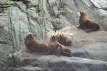 Steller Sea Lions along the coast of British Columbia, Sealion