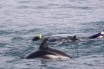 New Zealand has so much to offer including snorkeling with the dolphins in Kaikoura on the South Island.