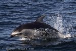 White Sided Dolphin, speed King in its element