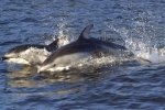 Two Pacific White Sided Dolphins almost look like two speeding torpedoes racing through the surface of the ocean.