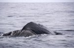 Preparing for a deep dive in the waters off Kaikoura, New Zealand, the tail fluke on this Sperm Whale will be the last thing that is seen.