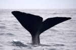 The thick, large tail of a Sperm Whale heads to the depths of the ocean off the Kaikoura Coast on the South Island of New Zealand.