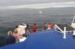 Tourists gather at the bow of a whale watching boat to catch a glimpse of a Sperm Whale off Kaikoura on the South Island of New Zealand.