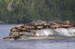 Steller Sea Lions along the mid-coast of British Columbia in Canada.