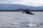 High jumping Dolphin, such great heights