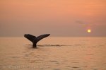 Pictures of Sunsets with a Whale Tail