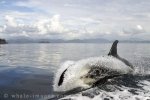 A female Killer Whale surfing behind a whale watching boat in the waters off Northern Vancouver Island in British Columbia, Canada.