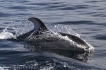 Surfing Pictures of high speed dolphins